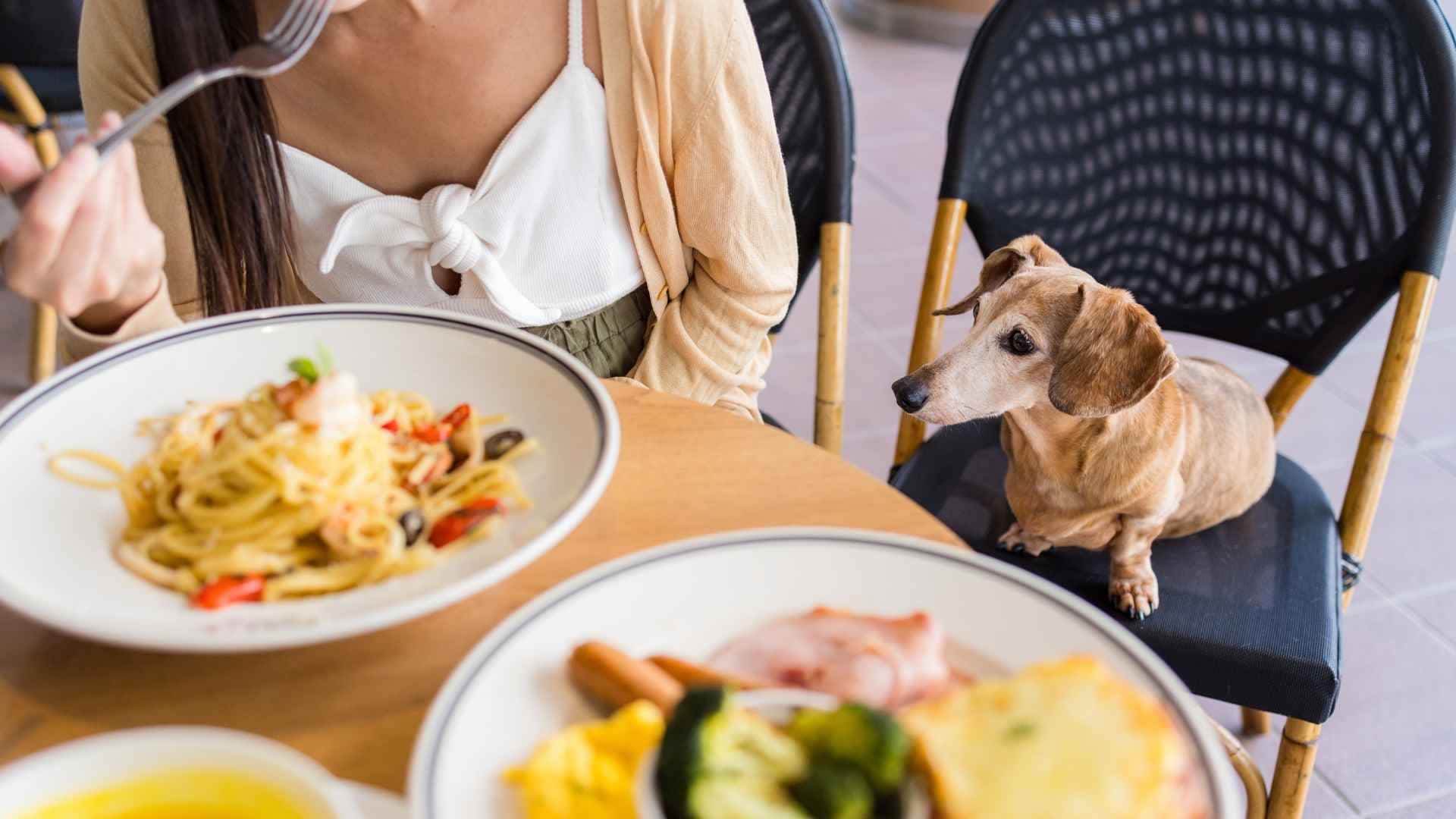 alimentos prohibidos perros con problemas renales